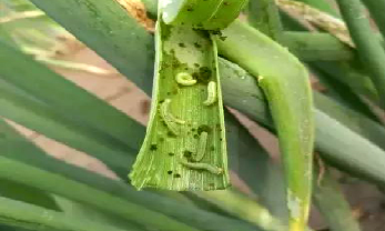 种植香葱大量技术有哪些_种植香葱大量技术措施_大量香葱种植技术