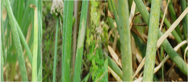 大量香葱种植技术_种植香葱大量技术有哪些_种植香葱大量技术措施