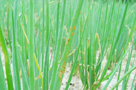 种植香葱大量技术措施_大量香葱种植技术_种植香葱大量技术有哪些