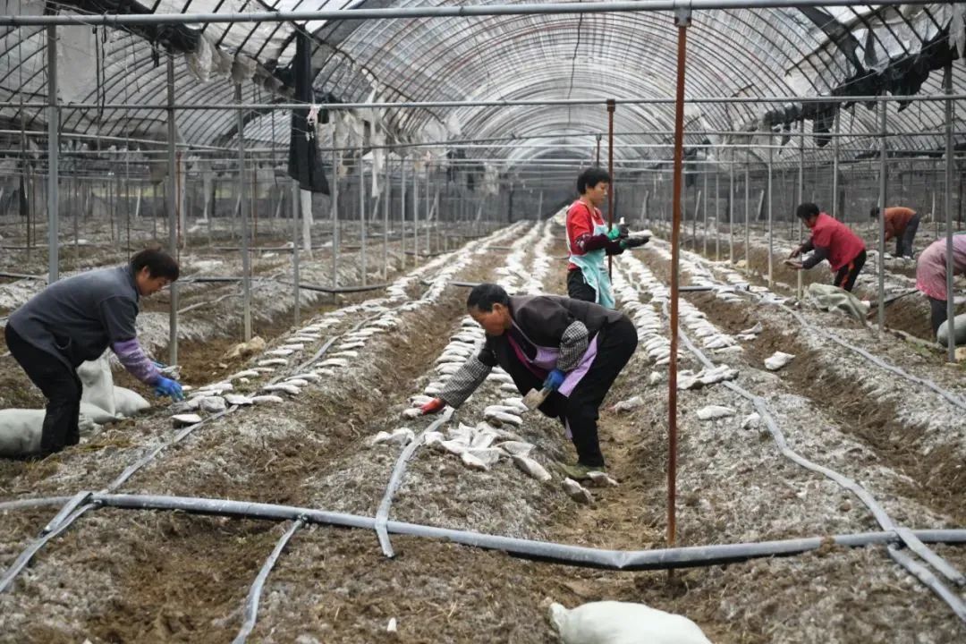 “百人百进”蹲点采访 | 沙土：种植羊肚菌 拓宽致富路