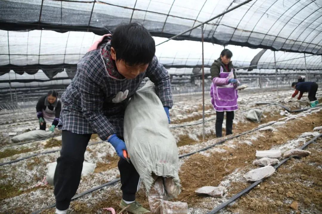 致富养羊_致富经养羊技术视频_羊和种植致富