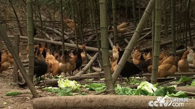 致富经养蛋鸡的女人_致富经养鸡女孩_致富经90后美女养鸡