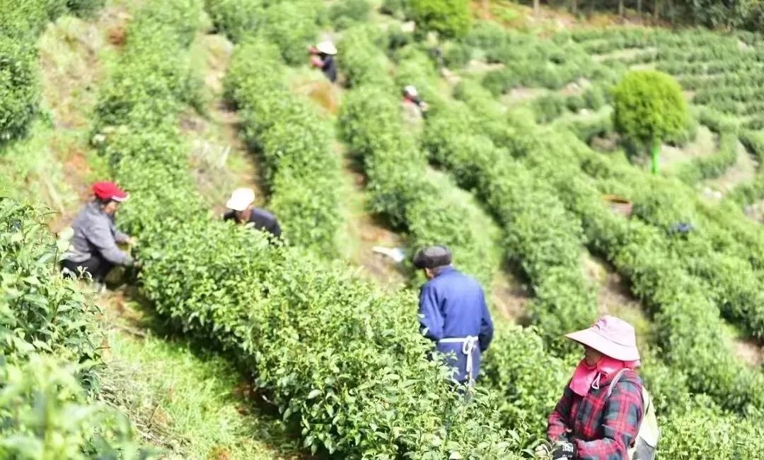 种植毛木耳的市场前景_种植毛木耳致富新闻事件_毛木耳种植技术