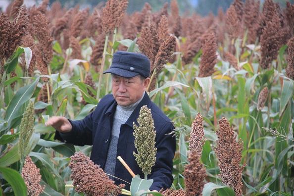 隰县种植高粱致富_山西高粱种植_高粱种植基地