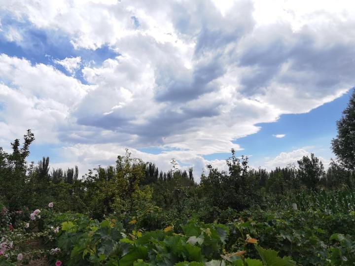 高粱种植基地_隰县种植高粱致富_山西高粱种植