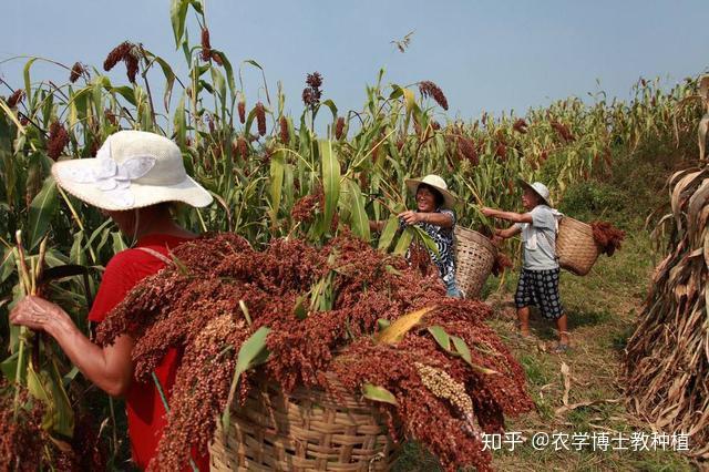 山西高粱亩产多少斤正常_山西高粱种植_隰县种植高粱致富