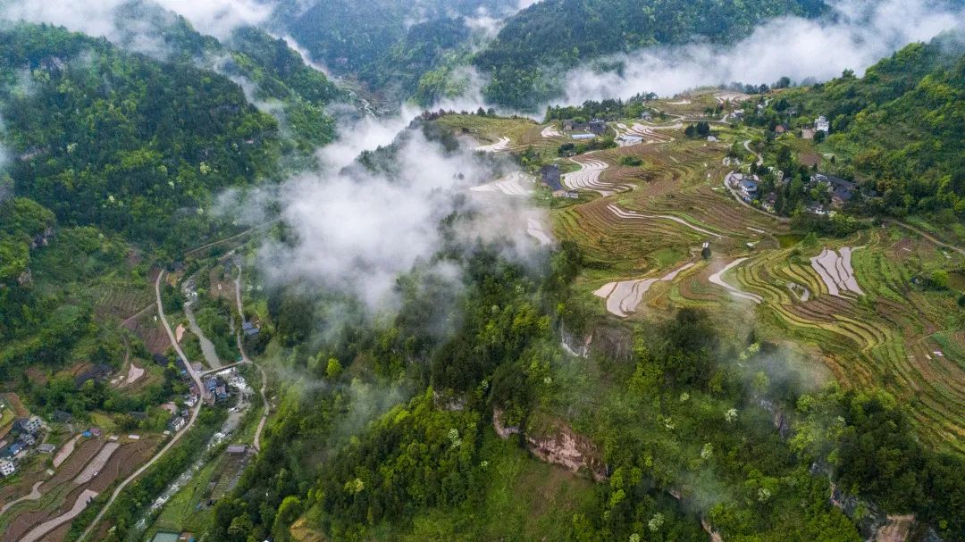 山奈种植致富_致富种植山奈视频大全_山奈种植技术