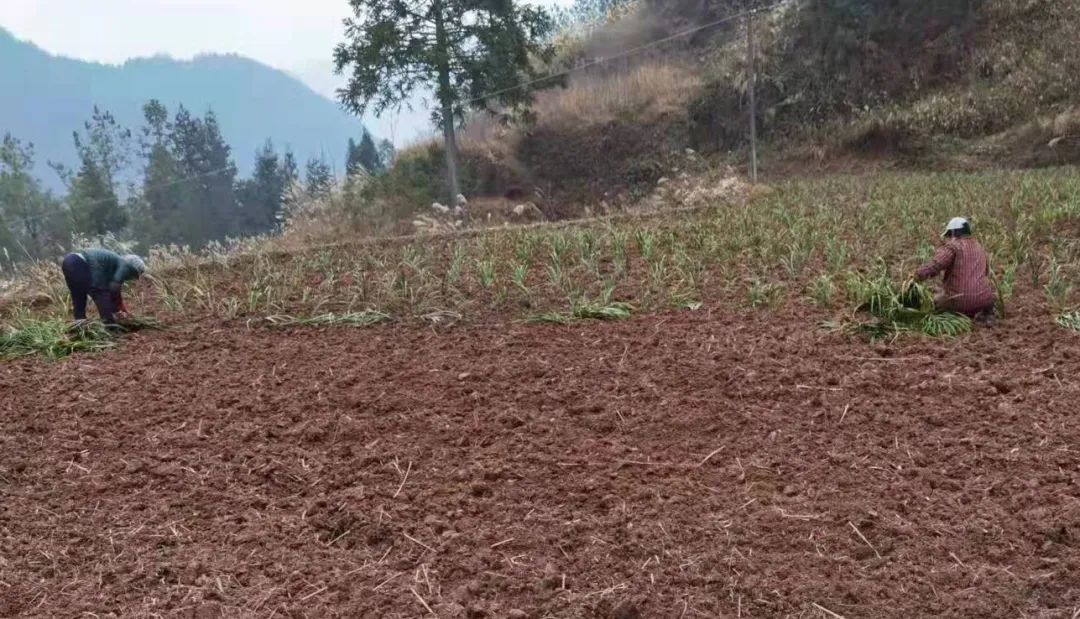 致富种植山奈视频大全_山奈种植致富_山奈种植技术