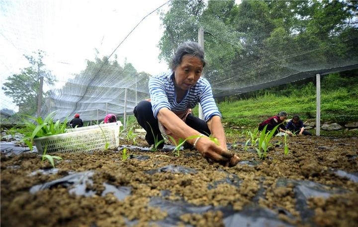 致富人参种植条件_人参种植致富吗_种植人参效益怎样