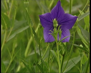 村民把药材当作蔬菜卖