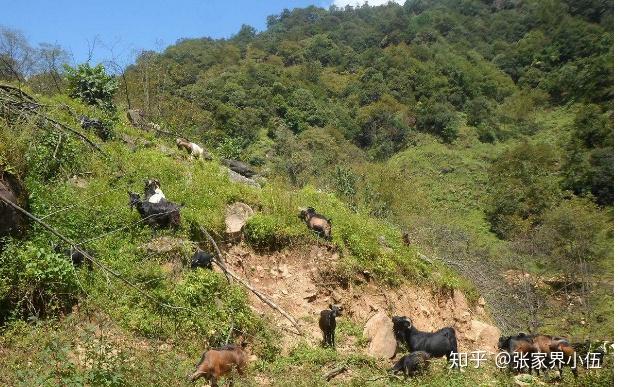 广西都安最大养羊基地_都安养羊合作社_致富经广西都安县养羊