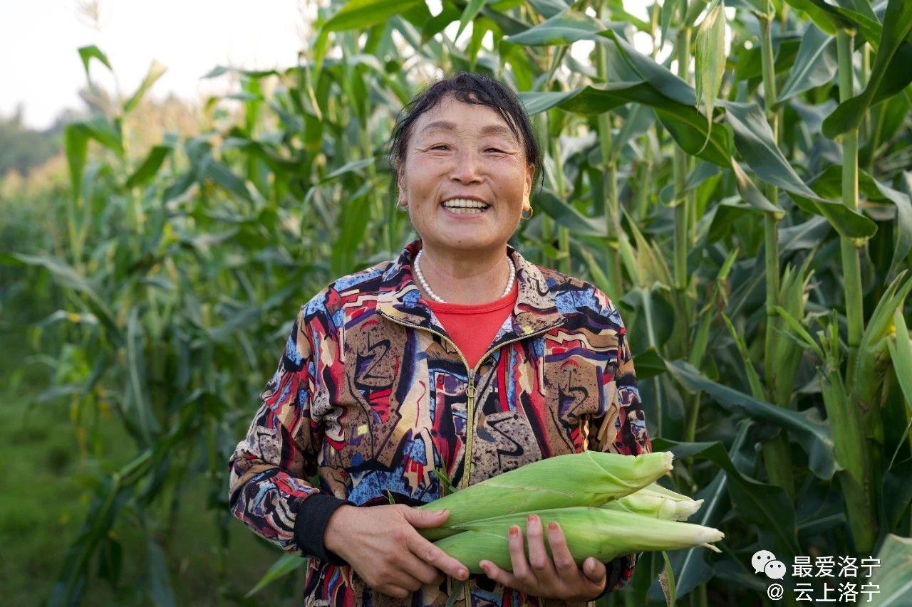 种植鲜食玉米致富_鲜玉米种植利润_致富经玉米种植