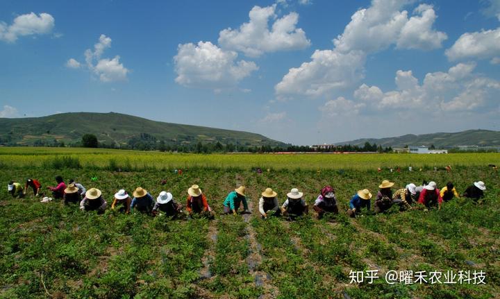 中药材种植套路，所谓暴利皆是骗局？