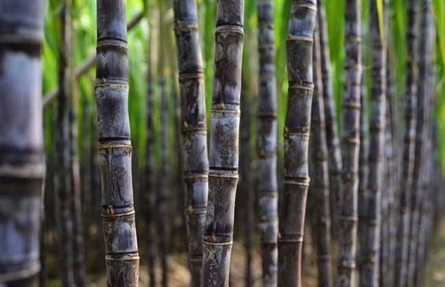 种植甘庶致富_甘蔗种植宣传_种植甘蔗致富口号