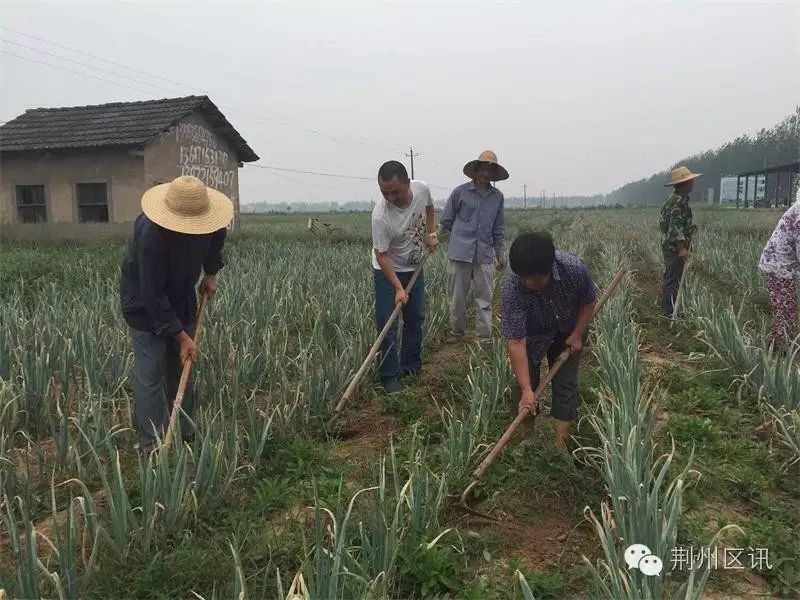 靠种植棉花致富的农民_致富棉花种植农民靠什么挣钱_致富棉花种植农民靠什么赚钱