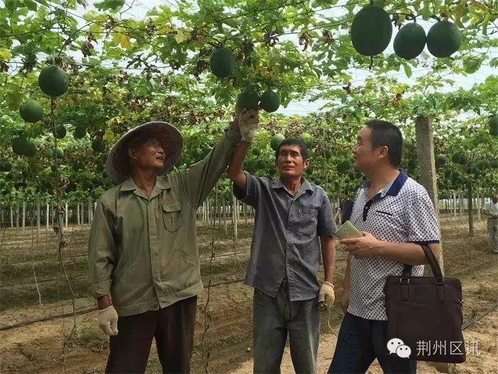 靠种植棉花致富的农民_致富棉花种植农民靠什么挣钱_致富棉花种植农民靠什么赚钱