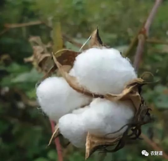 种棉花的农民_靠种植棉花致富的农民_致富棉花种植农民靠什么赚钱