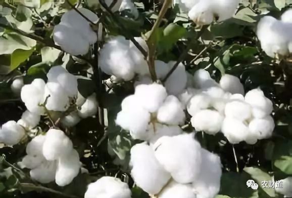 靠种植棉花致富的农民_致富棉花种植农民靠什么赚钱_种棉花的农民