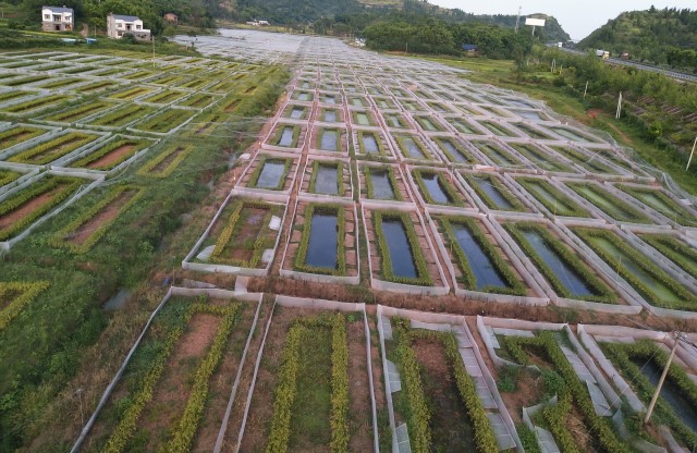 致富经稻田养虾视频_致富经虾_cctv7致富经稻鳖虾共作