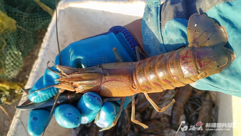 淡水龙虾的养殖_淡水龙虾养殖技术_龙虾淡水养殖技术方法