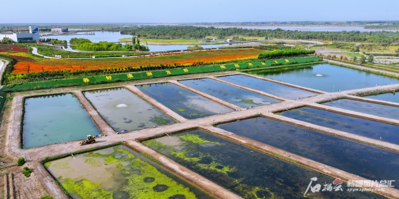 淡水龙虾的养殖_龙虾淡水养殖技术方法_淡水龙虾养殖技术