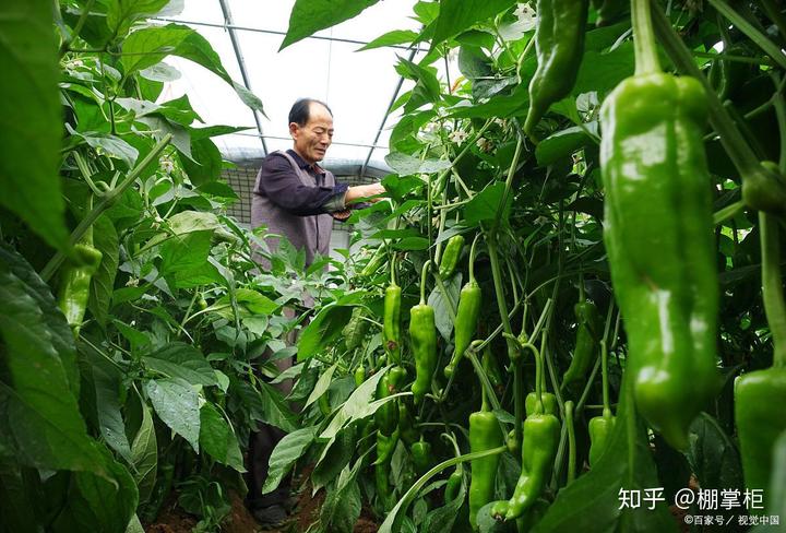 致富辣椒种植忙_辣椒致富经_辣椒种植赚钱吗