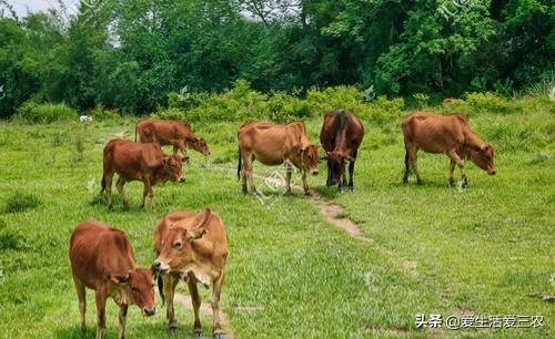 湖南养殖业养什么最好？适合家庭养殖的致富项目-1