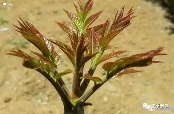 香椿大掤种植技术_科技苑香椿种植视频_香椿种植效益如何