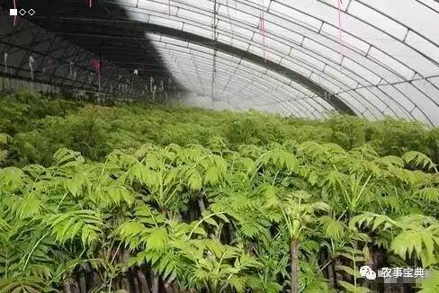 科技苑香椿种植视频_香椿大掤种植技术_香椿种植效益如何