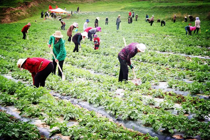 农民致富种植项目_农村致富项目种植业_农用土地种植致富