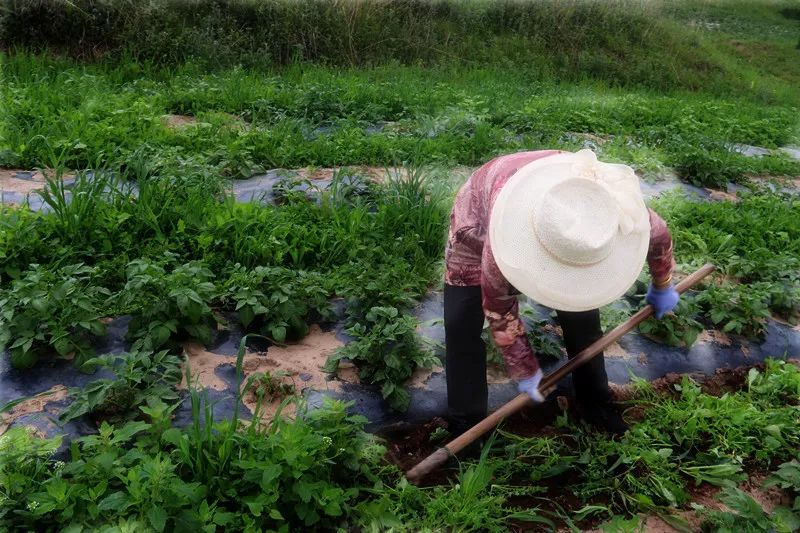 农村致富项目种植业_农民致富种植项目_农用土地种植致富