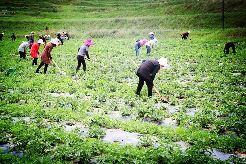 农用土地种植致富_农村致富项目种植业_农民致富种植项目