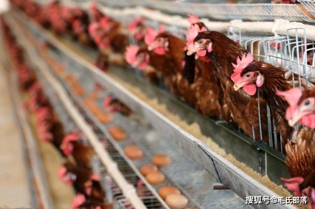 肉鸡养殖通风技术_养殖蛋鸡技术视频_傻半斤的养殖技术