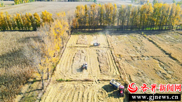 稻谷种植基地_致富稻种植基地_致富稻种植基地地址