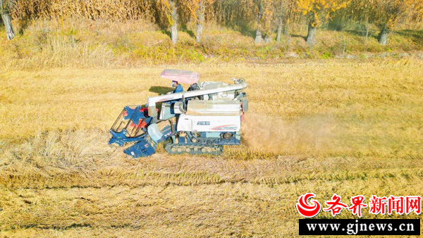 稻谷种植基地_致富稻种植基地_致富稻种植基地地址