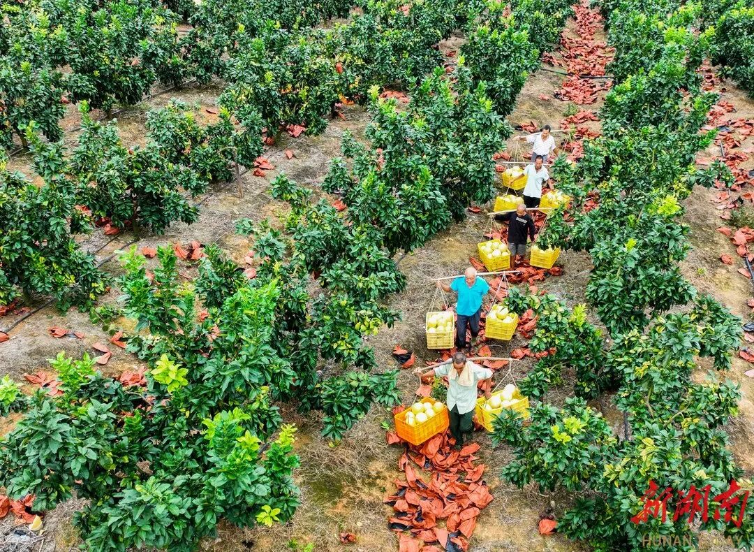 农民致富种植项目_农村种植致富_益阳农民种植致富