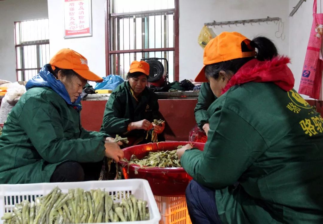 致富种植农民益阳有补贴吗_益阳农民种植致富_农村种植致富