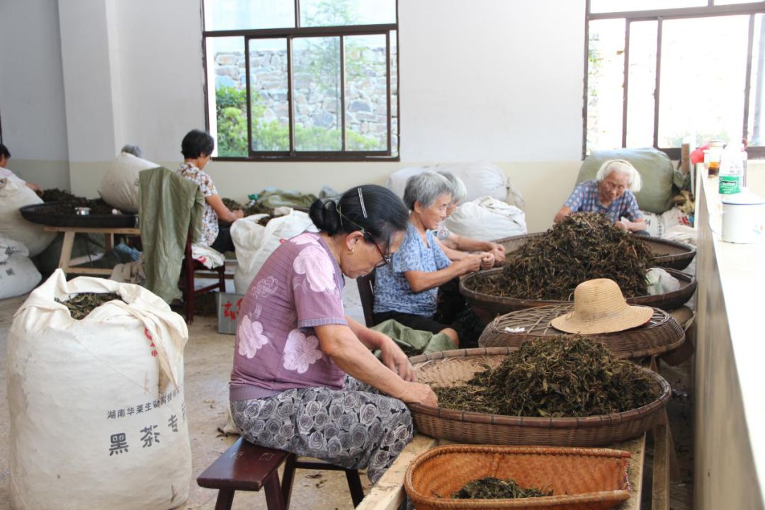 致富种植农民益阳有补贴吗_农村种植致富_益阳农民种植致富