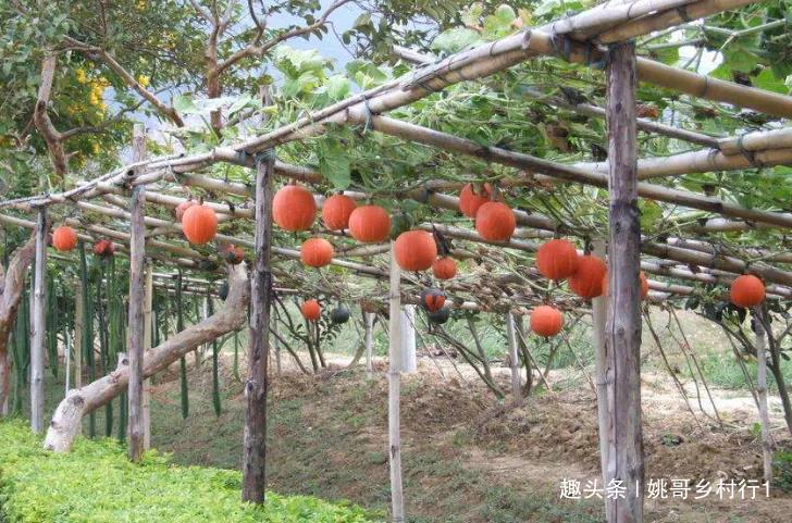 长南瓜种植技术与管理_南瓜种植与管理技术_南瓜种植管理技术和方法视频