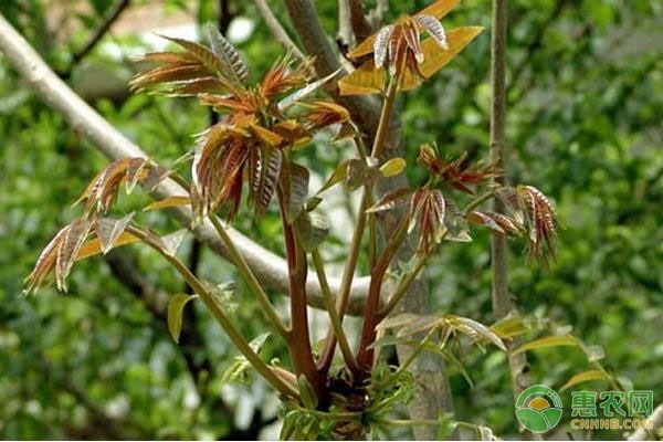 香椿大掤种植技术_家庭种植香椿苗视频_种植香椿苗的技术