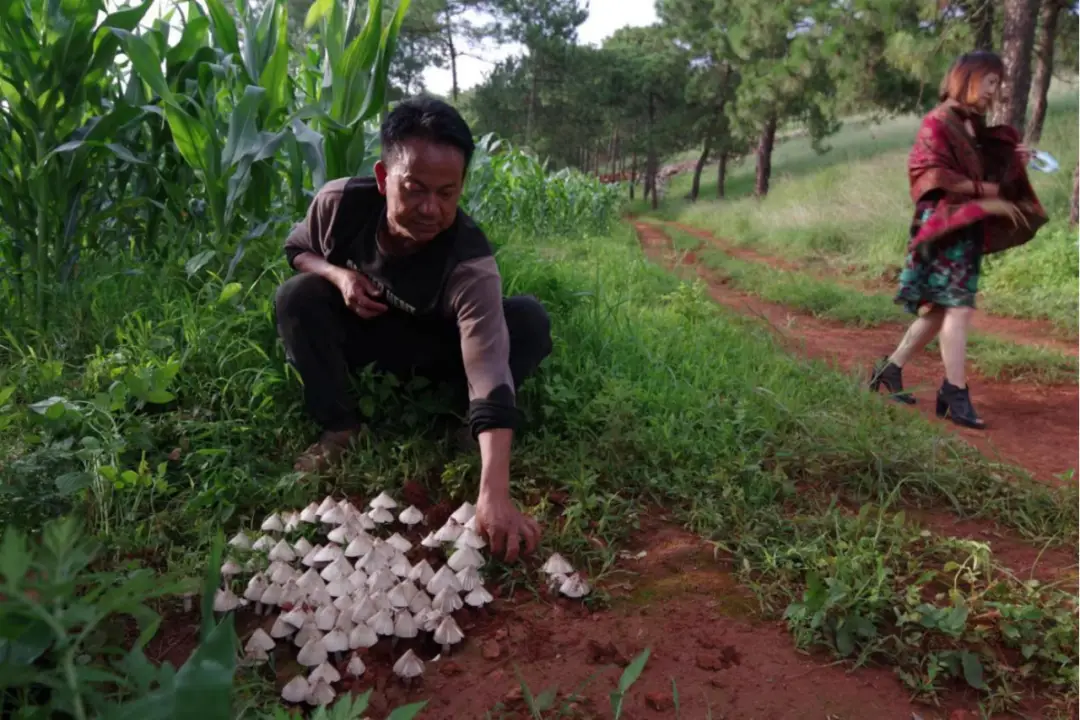 种植食用菌需要什么手续_食用菌种植合作_食用菌种植技术基地