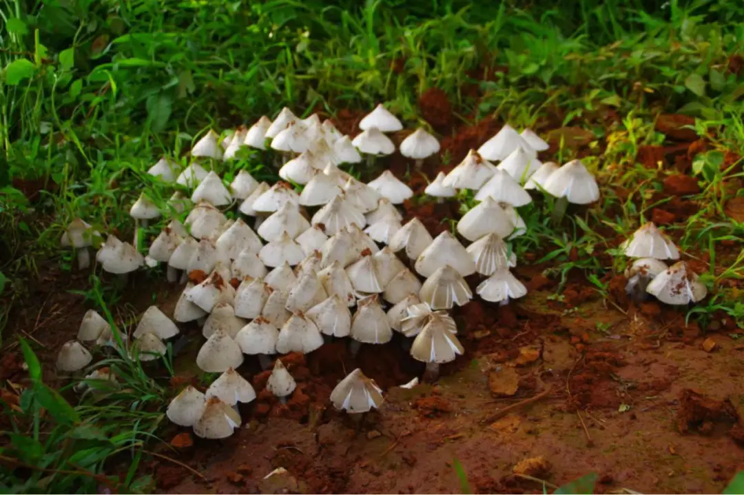 食用菌种植合作_种植食用菌需要什么手续_食用菌种植技术基地