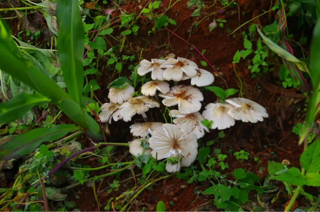 食用菌种植合作_食用菌种植技术基地_种植食用菌需要什么手续