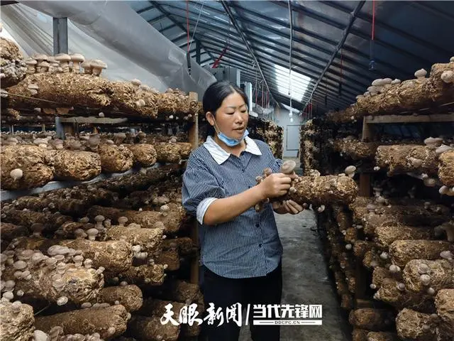 种植基地食用菌技术要求_食用菌种植技术基地_种植基地食用菌技术规范