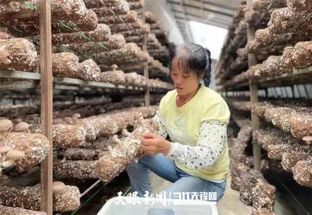 种植基地食用菌技术规范_食用菌种植技术基地_种植基地食用菌技术要求