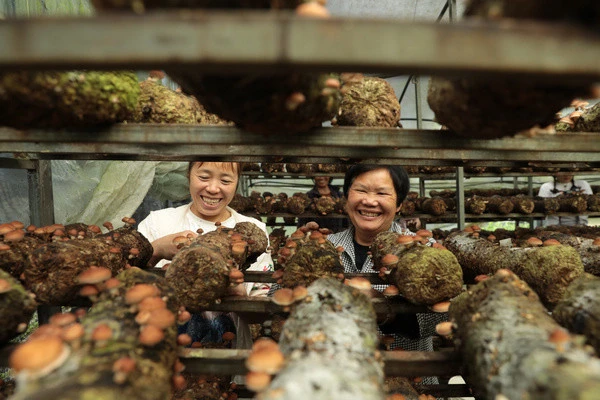 三都：粤港澳大湾区“菜篮子”生产基地转种马桑菌 致富前景好