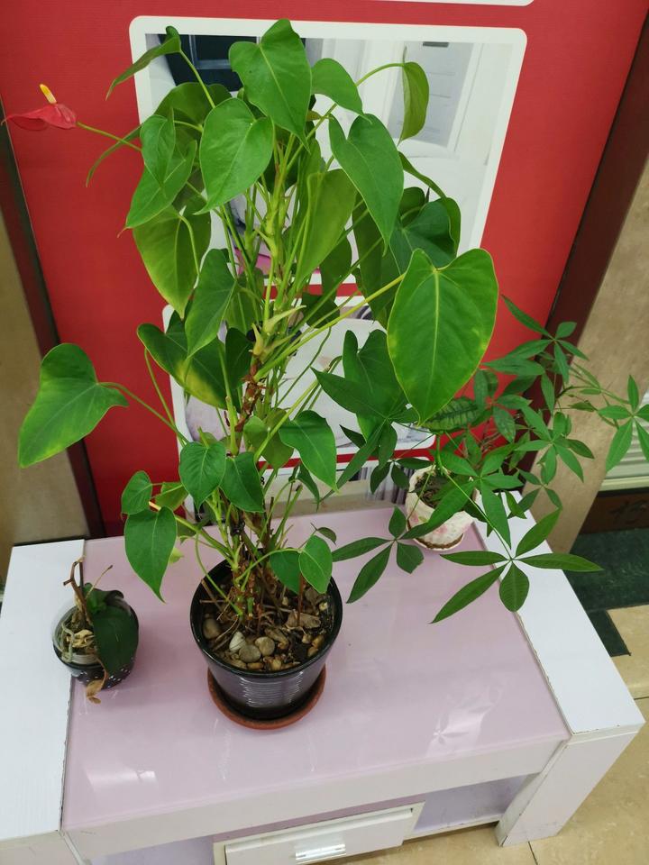 盆景种植致富方法_致富种植盆景方法图解_盆栽致富经