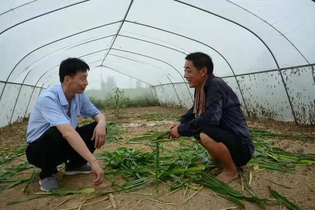 致富养殖蚂蚱图片_致富养殖蚂蚱视频_致富经养殖蚂蚱