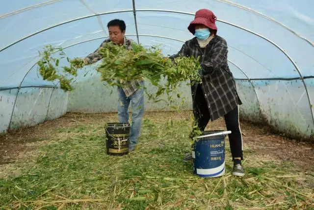 致富养殖蚂蚱视频_致富养殖蚂蚱图片_致富经养殖蚂蚱