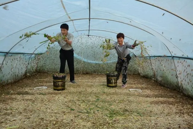 致富养殖蚂蚱图片_致富经养殖蚂蚱_致富养殖蚂蚱视频